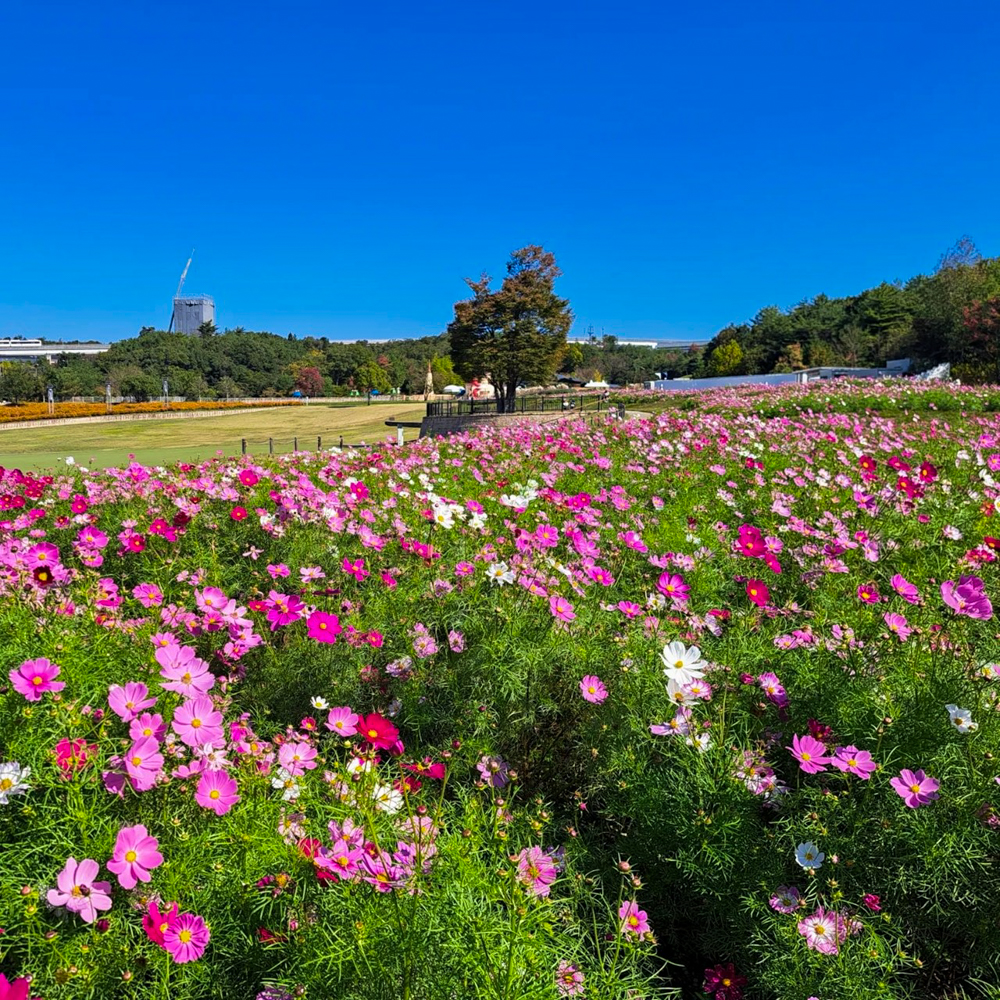 愛知牧場、コスモス、１０月の秋の花、愛知県日進市の観光・撮影スポットの画像と写真