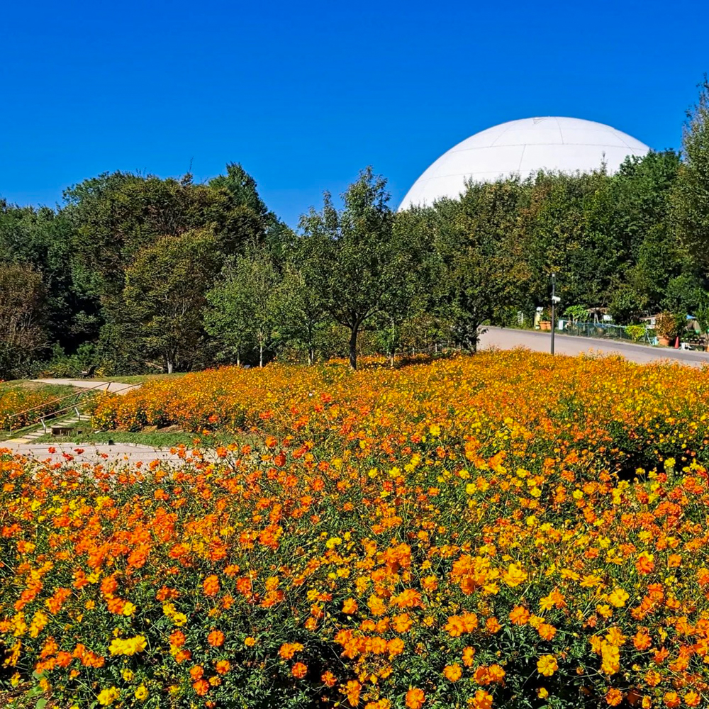 愛知牧場、キバナコスモス、１０月の秋の花、愛知県日進市の観光・撮影スポットの画像と写真