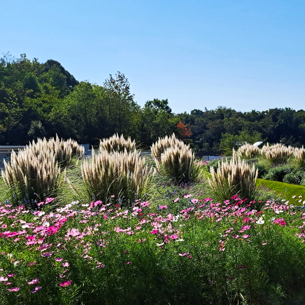 愛知牧場、１０月の秋の花、愛知県日進市の観光・撮影スポットの画像と写真