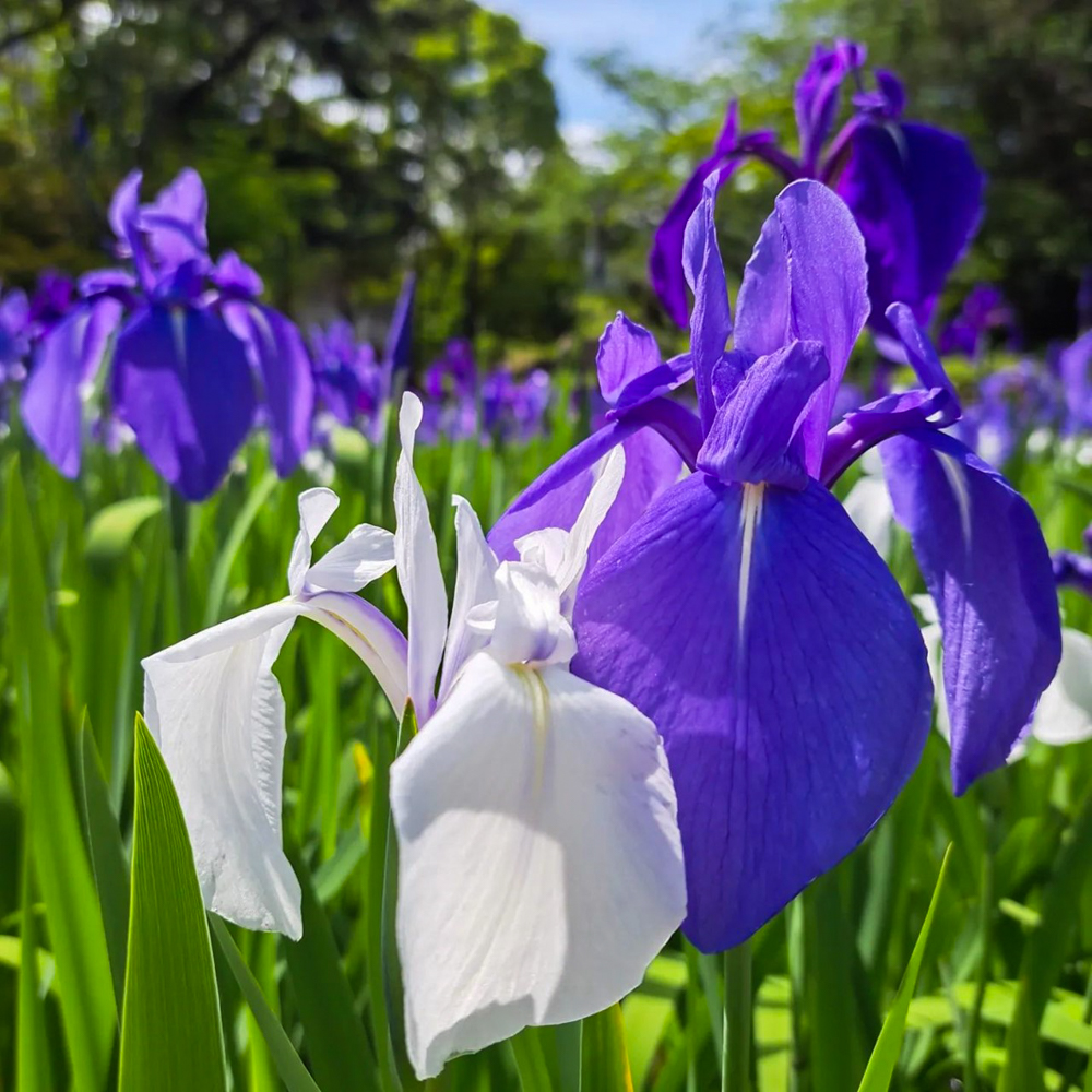 上野台公園 、かきつばた、5月夏の花、愛知県東海市の観光・撮影スポットの画像と写真