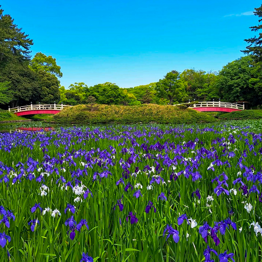 上野台公園 、かきつばた、5月夏の花、愛知県東海市の観光・撮影スポットの画像と写真