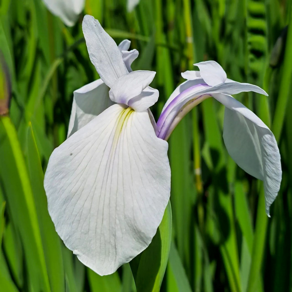 上野台公園 、かきつばた、5月夏の花、愛知県東海市の観光・撮影スポットの画像と写真