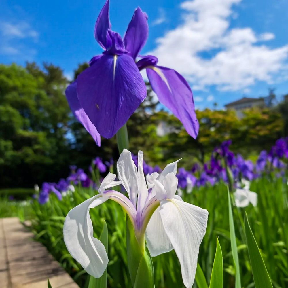 上野台公園 、かきつばた、5月夏の花、愛知県東海市の観光・撮影スポットの画像と写真