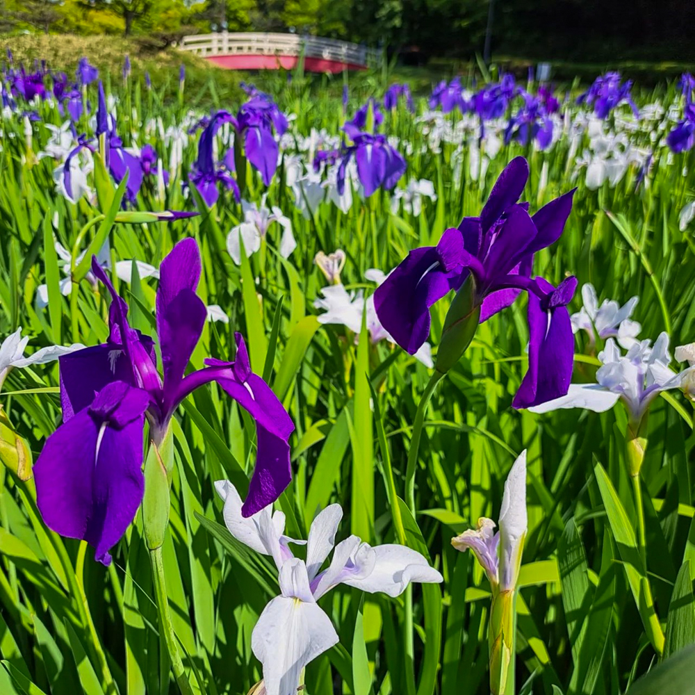 上野台公園 、かきつばた、5月夏の花、愛知県東海市の観光・撮影スポットの画像と写真