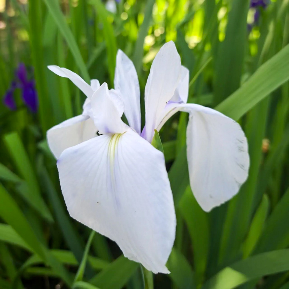 上野台公園 、かきつばた、5月夏の花、愛知県東海市の観光・撮影スポットの画像と写真