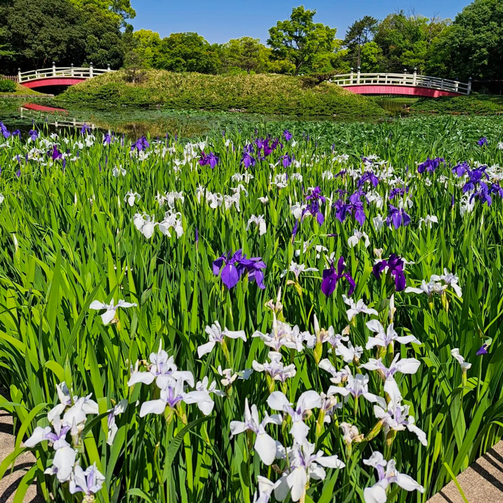 上野台公園 、かきつばた、5月夏の花、愛知県東海市の観光・撮影スポットの画像と写真