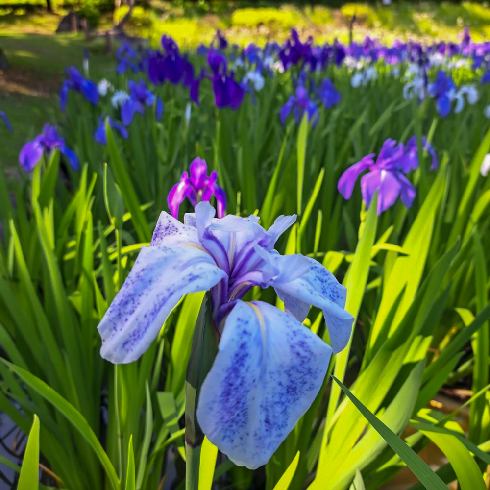 上野台公園 、かきつばた、5月夏の花、愛知県東海市の観光・撮影スポットの画像と写真