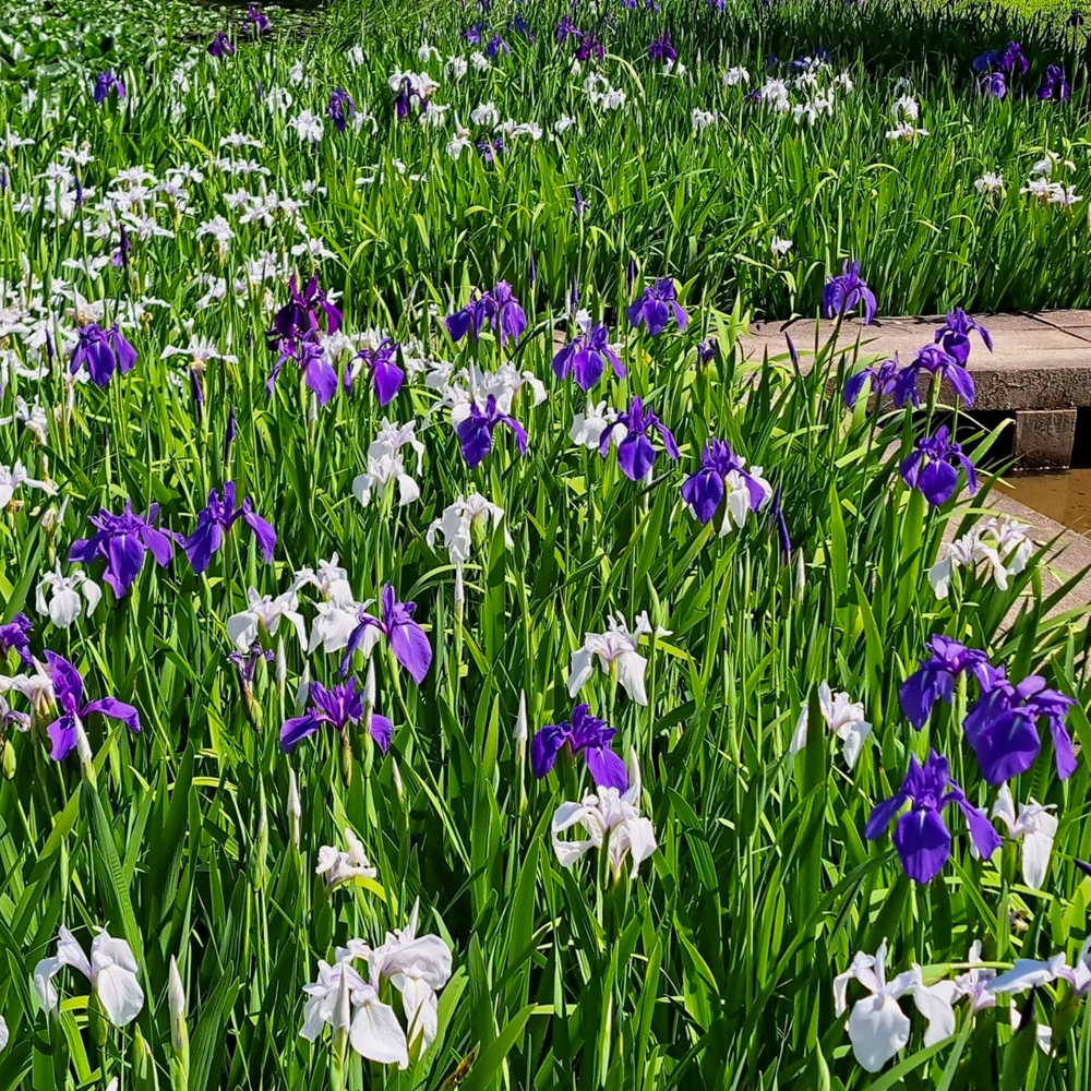 上野台公園 、かきつばた、5月夏の花、愛知県東海市の観光・撮影スポットの画像と写真