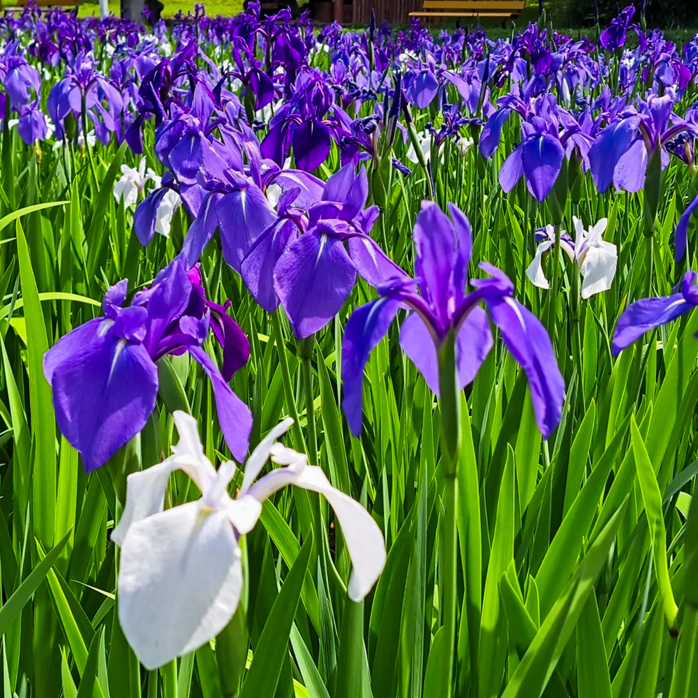 上野台公園 、かきつばた、5月夏の花、愛知県東海市の観光・撮影スポットの画像と写真