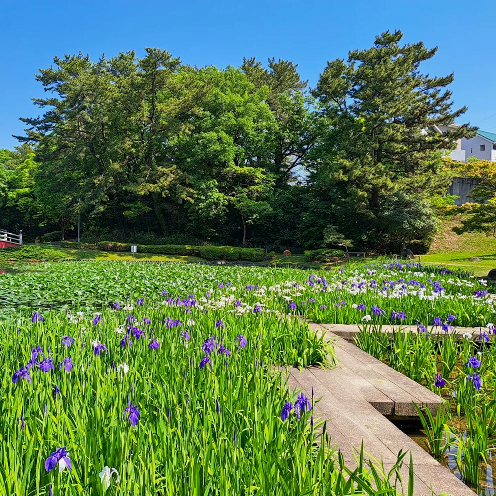 上野台公園 、かきつばた、5月夏の花、愛知県東海市の観光・撮影スポットの画像と写真