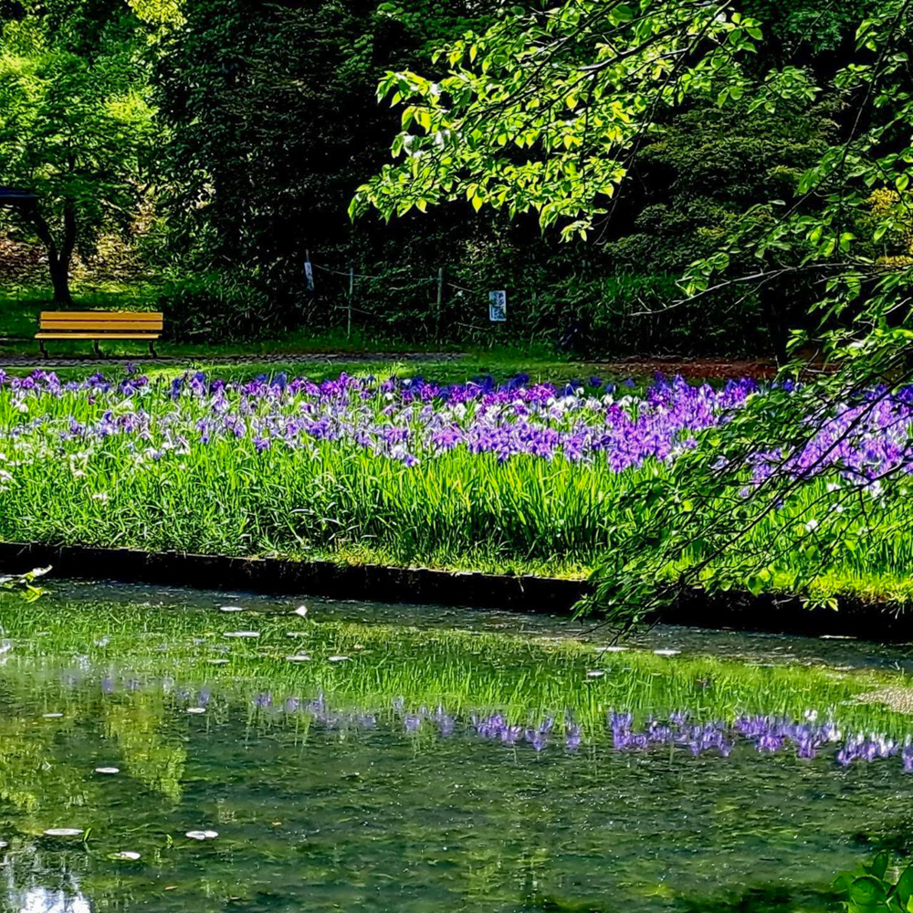 上野台公園 、かきつばた、5月夏の花、愛知県東海市の観光・撮影スポットの画像と写真