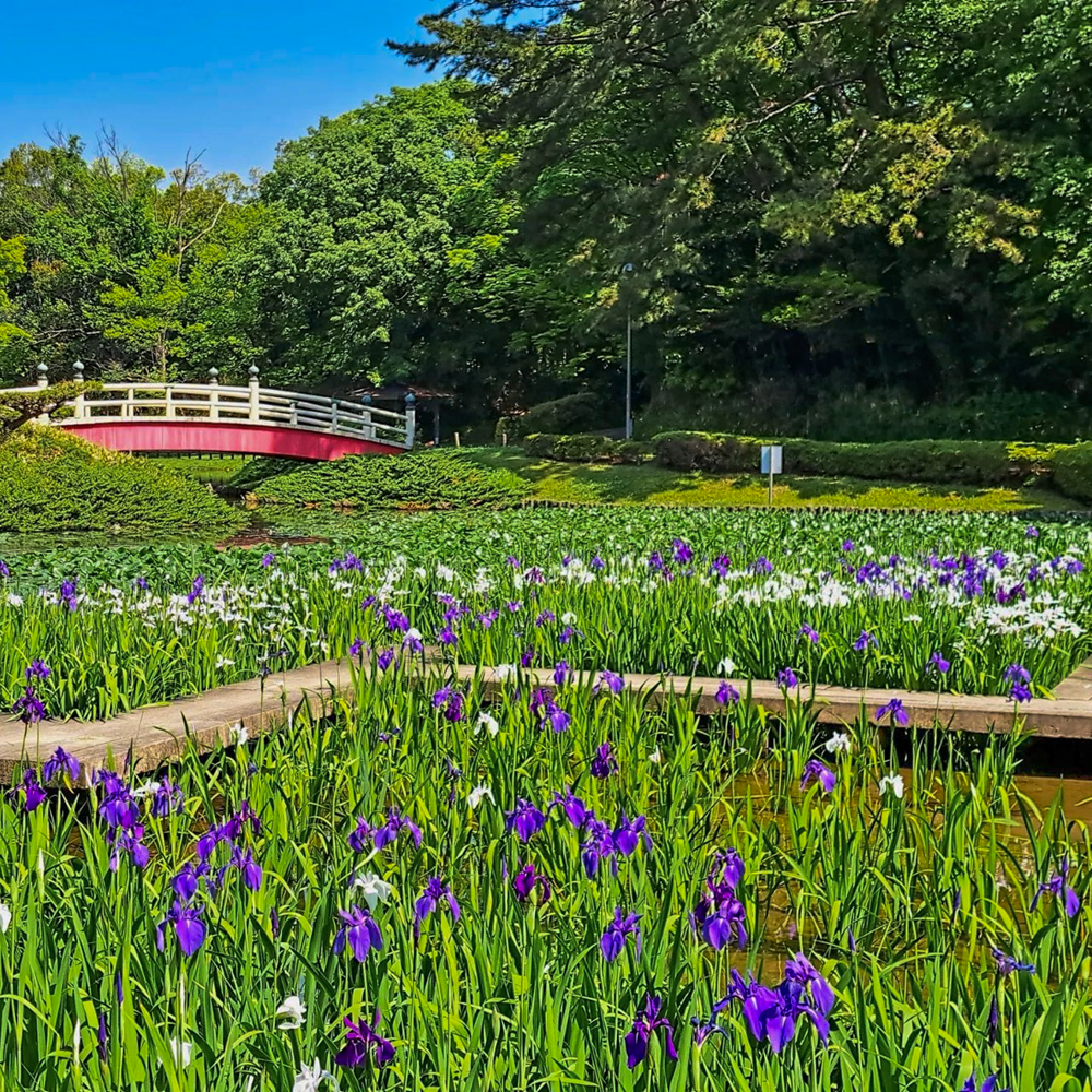 上野台公園 、かきつばた、5月夏の花、愛知県東海市の観光・撮影スポットの画像と写真