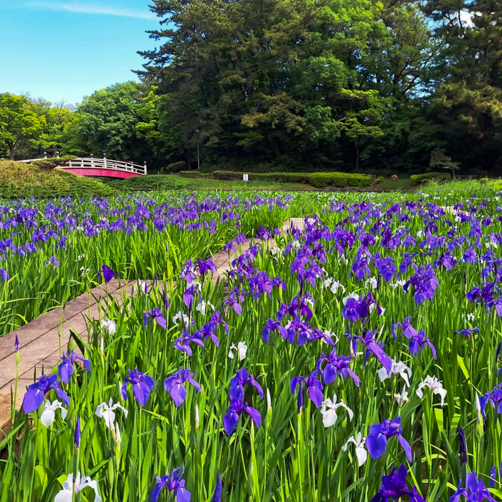 上野台公園 、かきつばた、5月夏の花、愛知県東海市の観光・撮影スポットの画像と写真