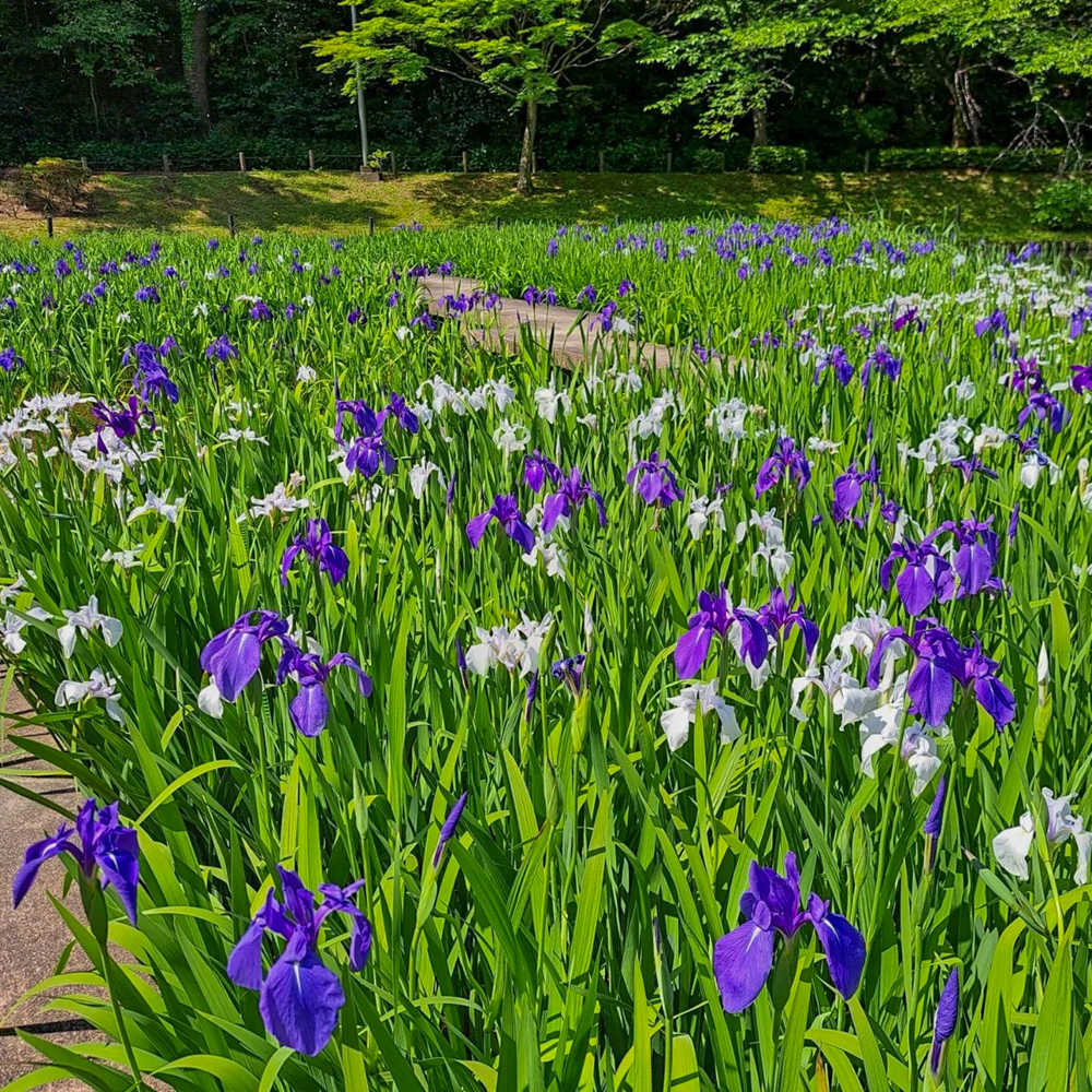 上野台公園 、かきつばた、5月夏の花、愛知県東海市の観光・撮影スポットの画像と写真