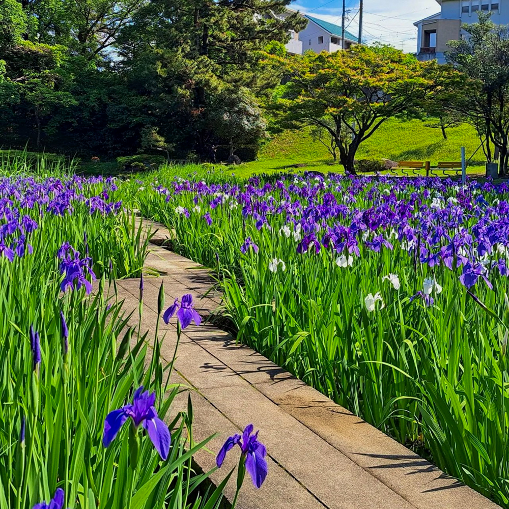 上野台公園 、かきつばた、5月夏の花、愛知県東海市の観光・撮影スポットの画像と写真