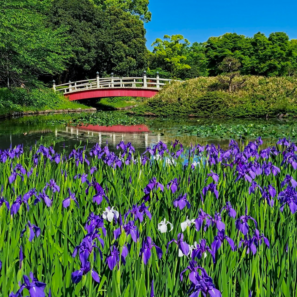 上野台公園 、かきつばた、5月夏の花、愛知県東海市の観光・撮影スポットの画像と写真