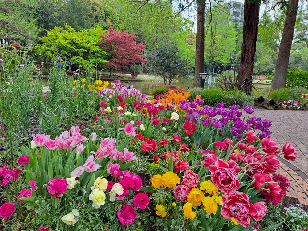 久屋大通庭園フラリエ、チューリップ、4月春の花、名古屋市中区の観光・撮影スポットの名所