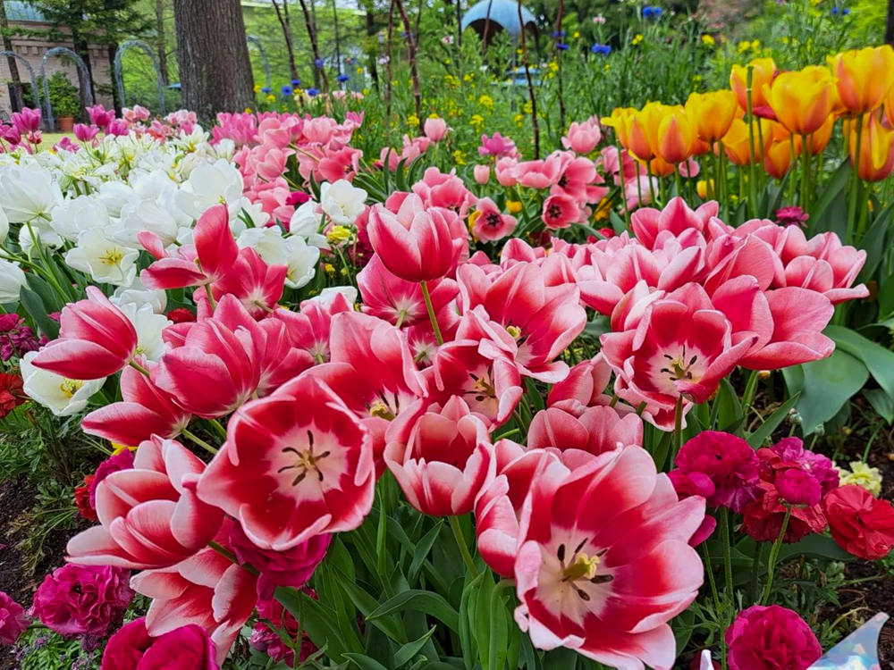 久屋大通庭園フラリエ、チューリップ、4月春の花、名古屋市中区の観光・撮影スポットの名所