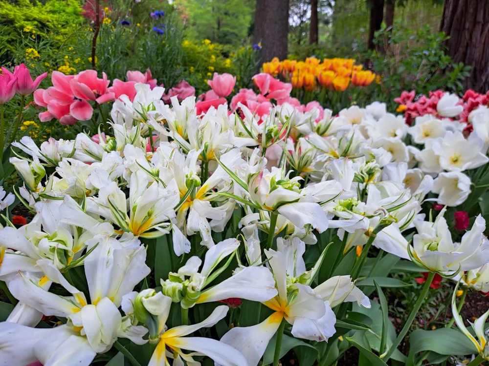 久屋大通庭園フラリエ、4月春の花、名古屋市中区の観光・撮影スポットの名所
