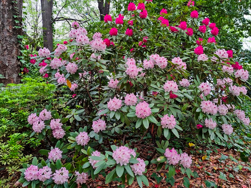 久屋大通庭園フラリエ、シャクナゲ、4月春の花、名古屋市中区の観光・撮影スポットの名所