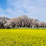 大口町菜の花畑、3月春の花、愛知県大口町の観光・撮影スポットの名所