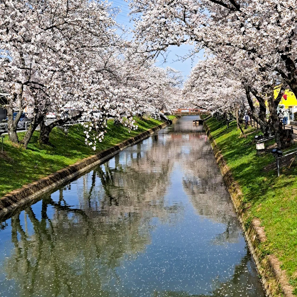 大口町桜並木、3月春の花、愛知県大口町の観光・撮影スポットの名所