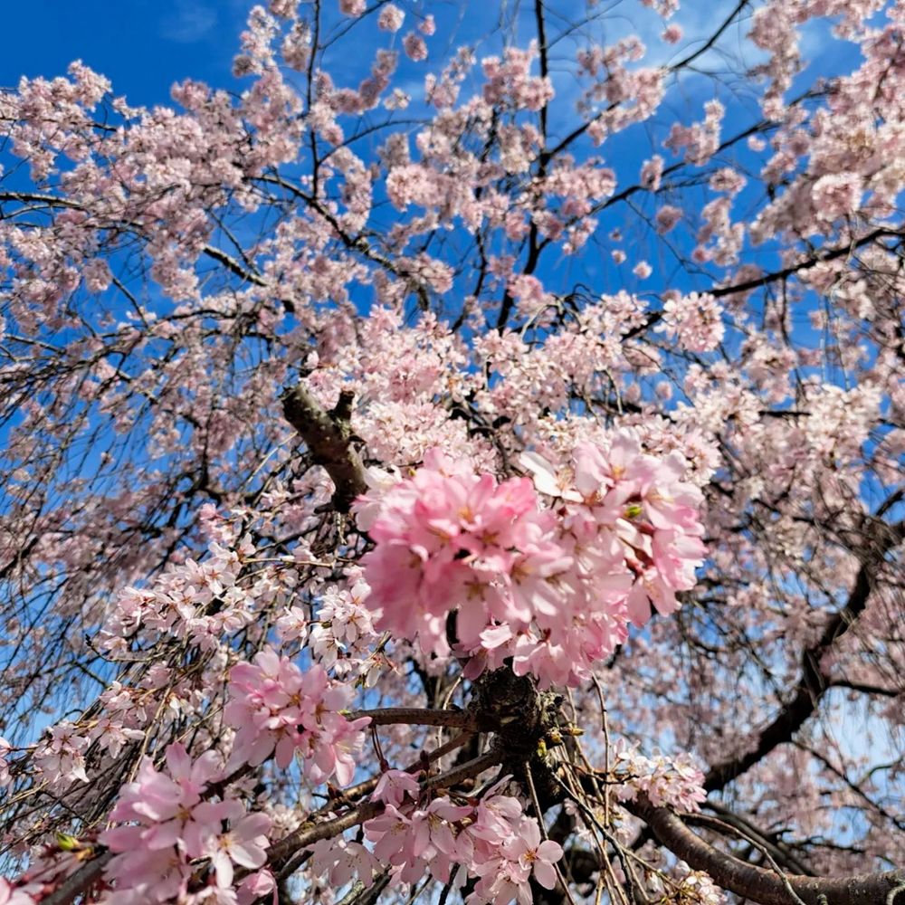 大口町桜並木、3月春の花、愛知県大口町の観光・撮影スポットの名所