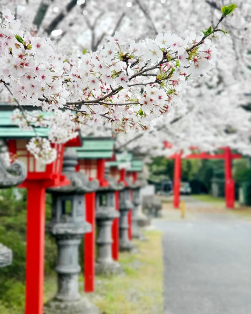 伊冨利部神社、桜。3月春の花、愛知県一宮市の観光・撮影スポットの画像と写真