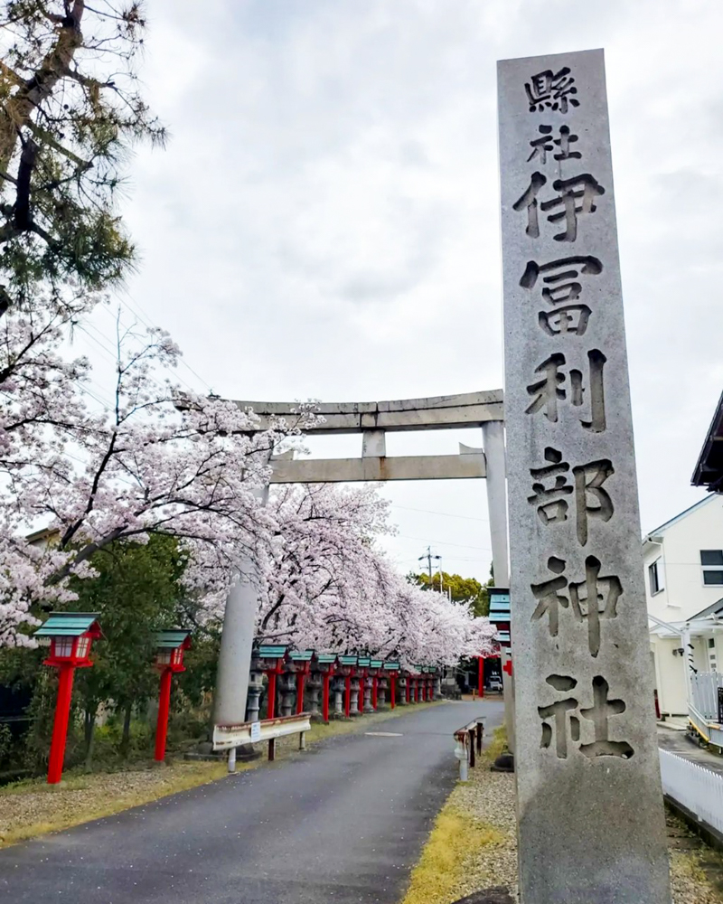 伊冨利部神社、桜。3月春の花、愛知県一宮市の観光・撮影スポットの画像と写真