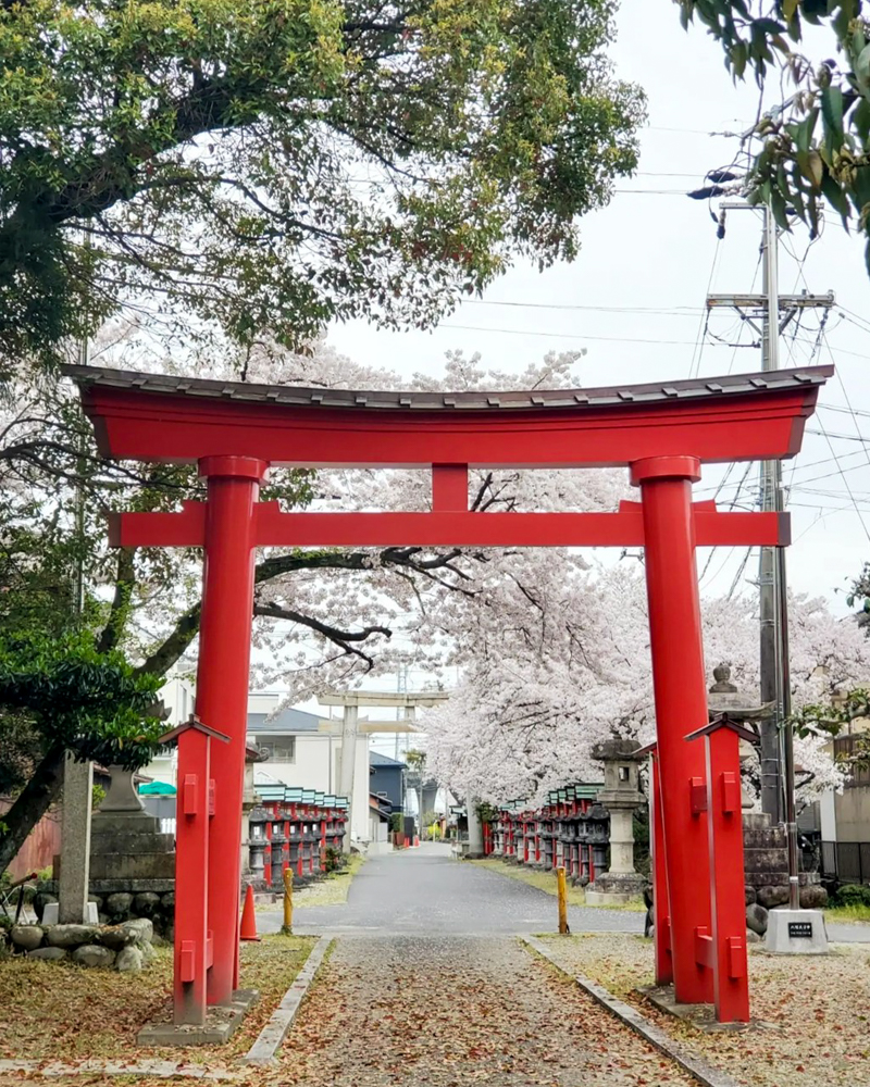 伊冨利部神社、桜。3月春の花、愛知県一宮市の観光・撮影スポットの画像と写真