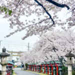 伊冨利部神社、桜。3月春の花、愛知県一宮市の観光・撮影スポットの画像と写真