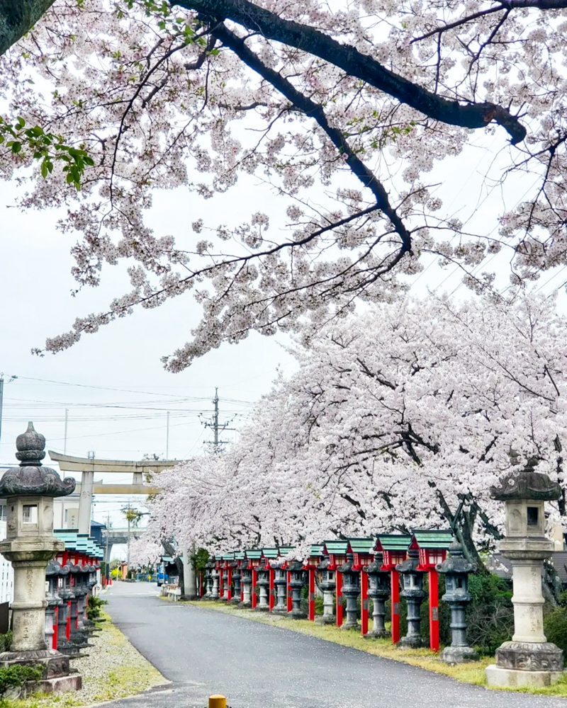 伊冨利部神社、桜。3月春の花、愛知県一宮市の観光・撮影スポットの画像と写真