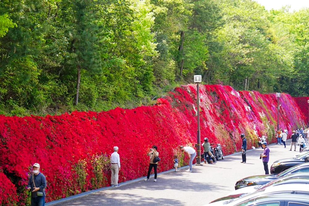 つどいの丘、つつじ、４月の春の花、愛知県豊田市の観光・撮影スポットの名所