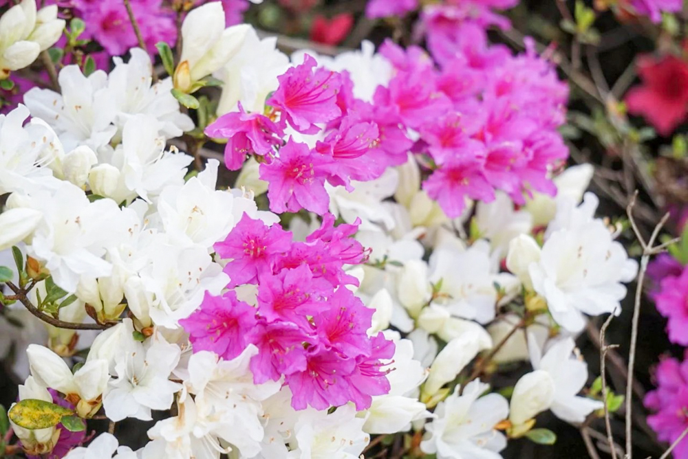 つどいの丘、つつじ、４月の春の花、愛知県豊田市の観光・撮影スポットの名所