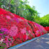 つどいの丘、つつじ、４月の春の花、愛知県豊田市の観光・撮影スポットの名所