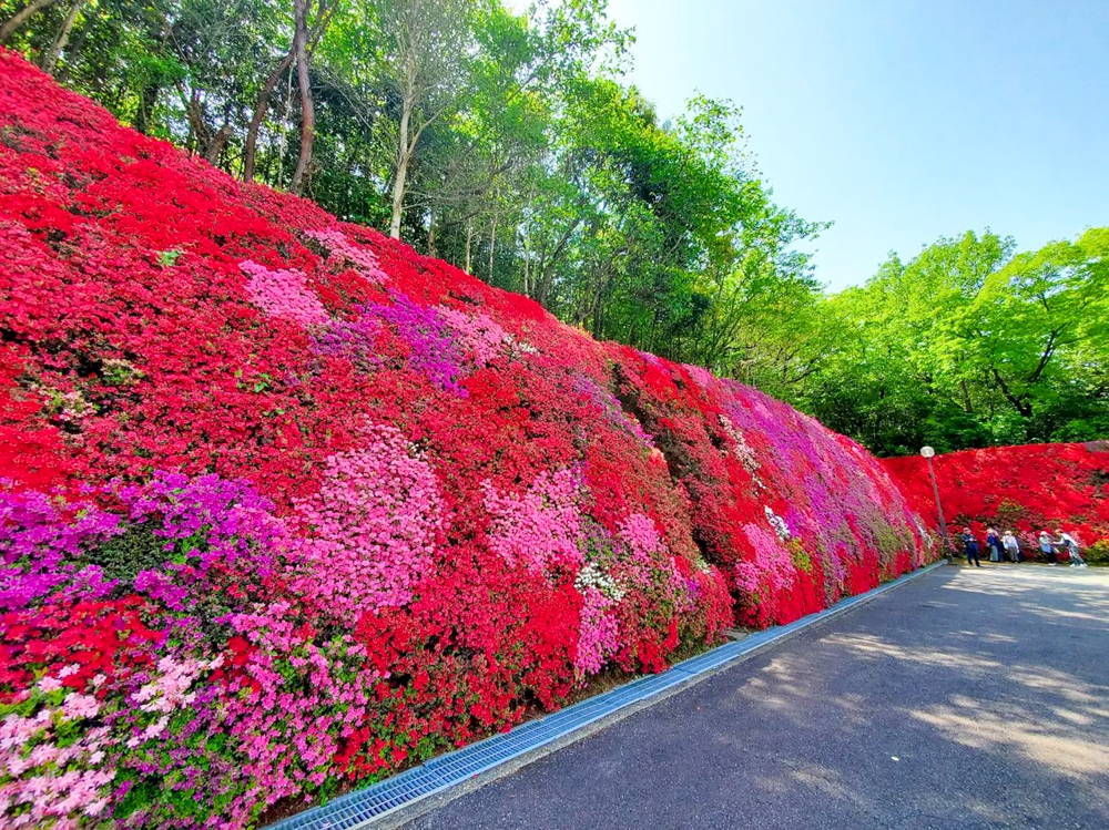 つどいの丘、つつじ、４月の春の花、愛知県豊田市の観光・撮影スポットの名所