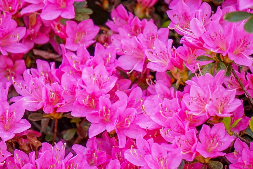 つどいの丘、つつじ、４月の春の花、愛知県豊田市の観光・撮影スポットの名所