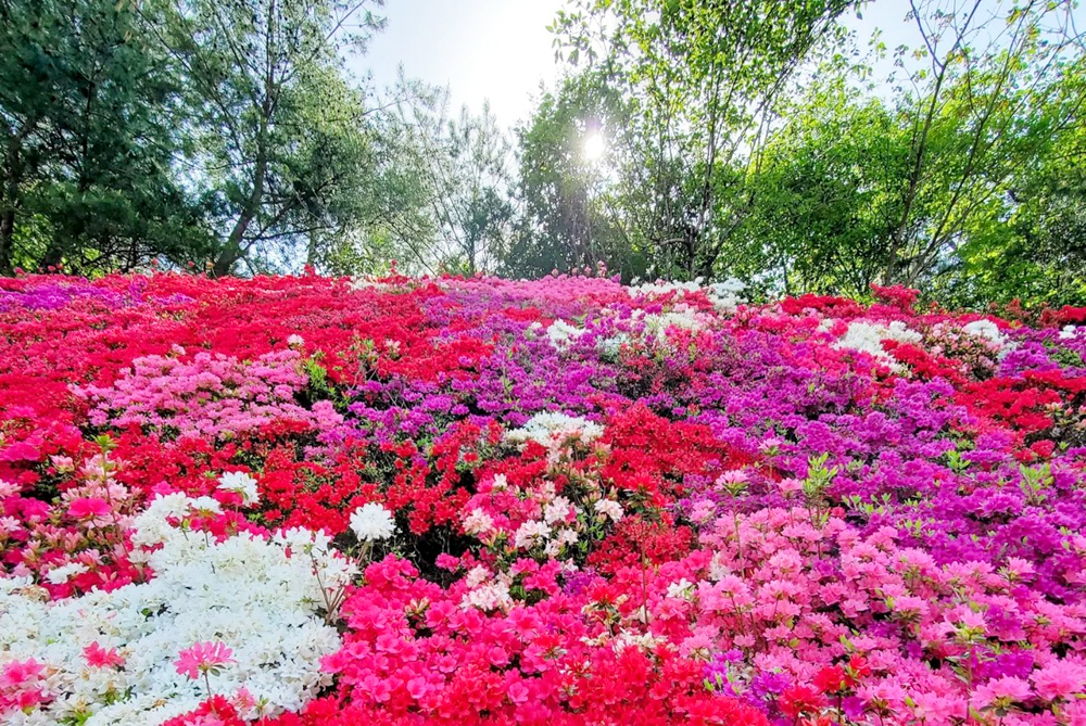 つどいの丘、つつじ、４月の春の花、愛知県豊田市の観光・撮影スポットの名所