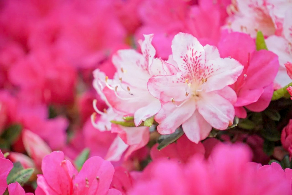 つどいの丘、つつじ、４月の春の花、愛知県豊田市の観光・撮影スポットの名所