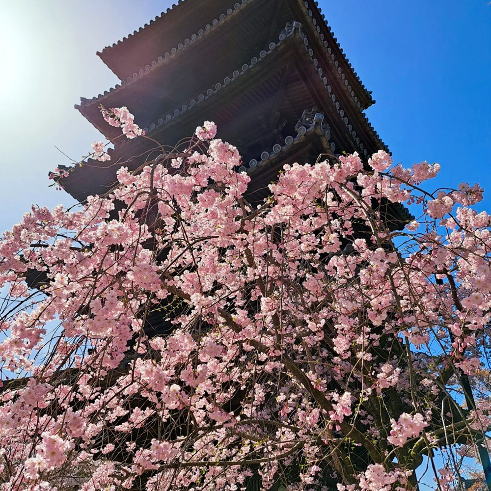 八事山興正寺、桜、3月春の花、名古屋市昭和区八事の観光・撮影スポットの画像や写真