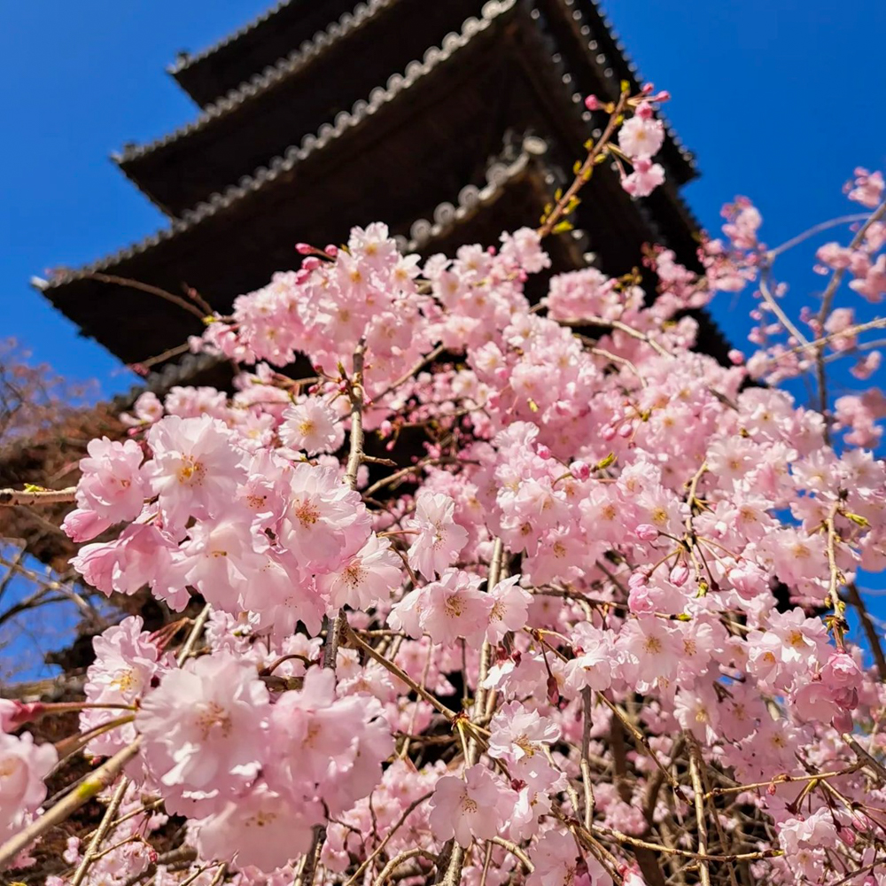 八事山興正寺、桜、3月春の花、名古屋市昭和区八事の観光・撮影スポットの画像や写真