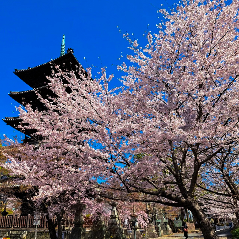 八事山興正寺、桜、3月春の花、名古屋市昭和区八事の観光・撮影スポットの画像や写真