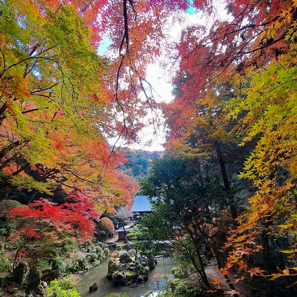 内々神社、紅葉、11月秋、愛知県春日井市の観光・撮影スポットの名所"