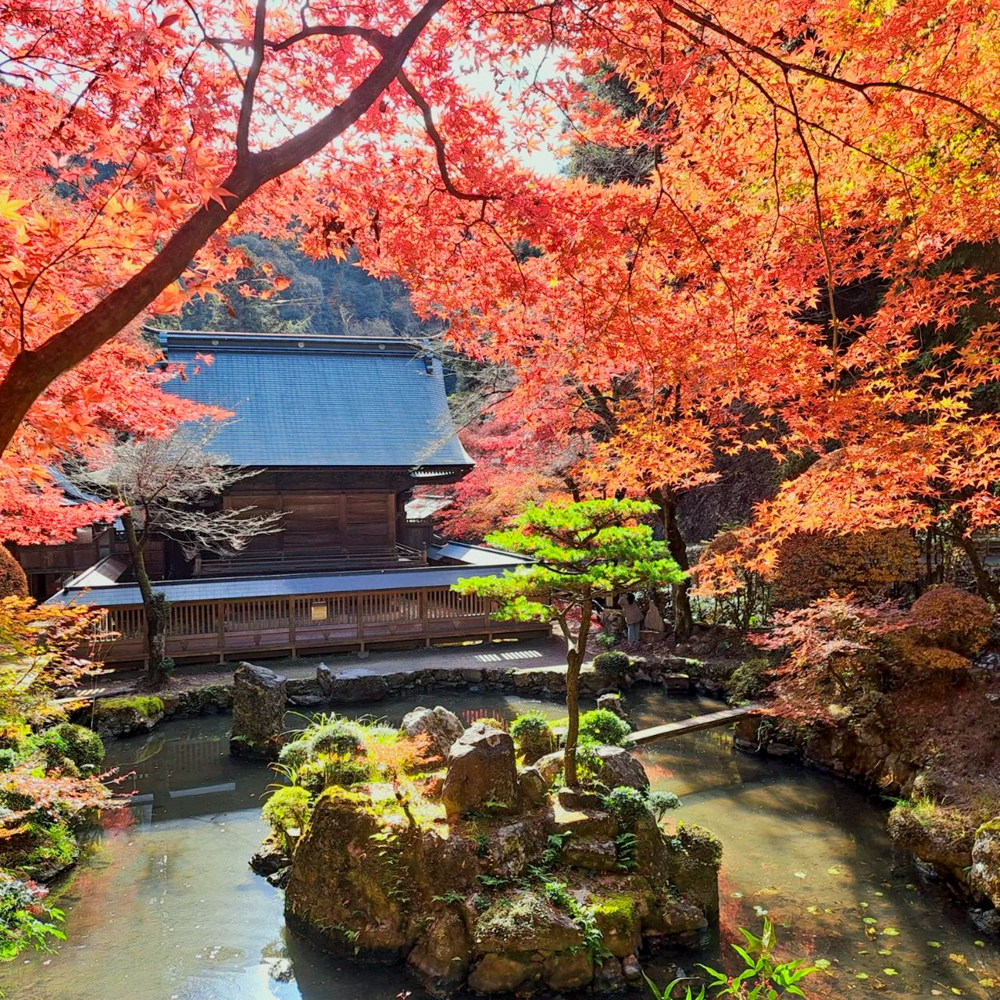 内々神社、紅葉、11月秋、愛知県春日井市の観光・撮影スポットの名所"