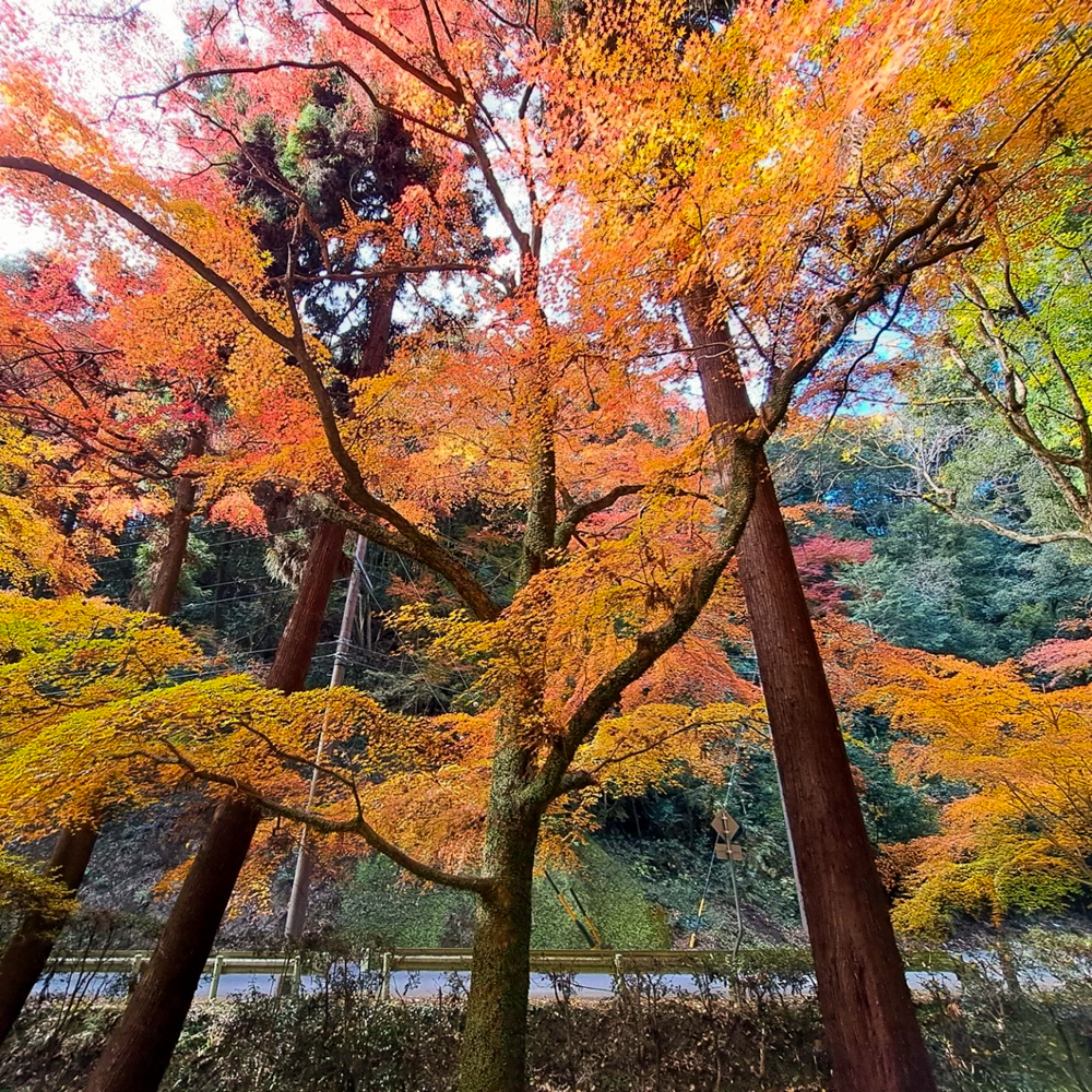 内々神社、紅葉、11月秋、愛知県春日井市の観光・撮影スポットの名所"