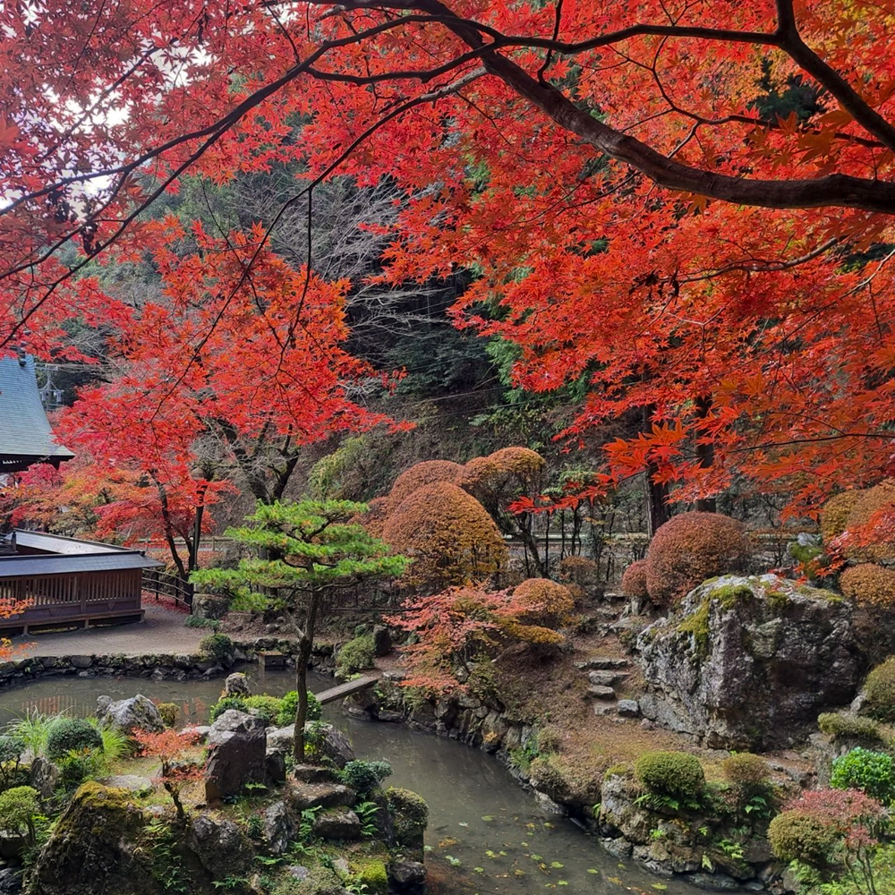 内々神社、紅葉、11月秋、愛知県春日井市の観光・撮影スポットの名所"