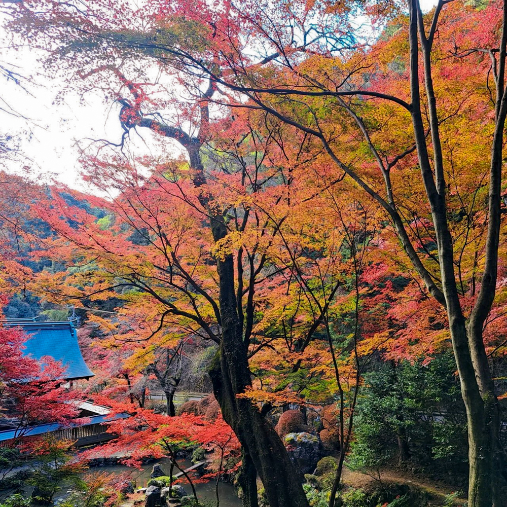 内々神社、紅葉、11月秋、愛知県春日井市の観光・撮影スポットの名所"