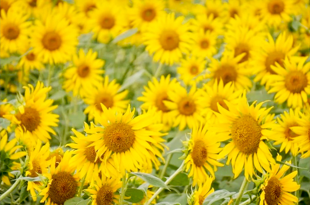 稲沢市ひまわり畑、千代田地区、8月の夏の花、愛知県稲沢市の観光・撮影スポットの名所