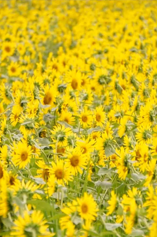 稲沢市ひまわり畑、千代田地区、8月の夏の花、愛知県稲沢市の観光・撮影スポットの名所