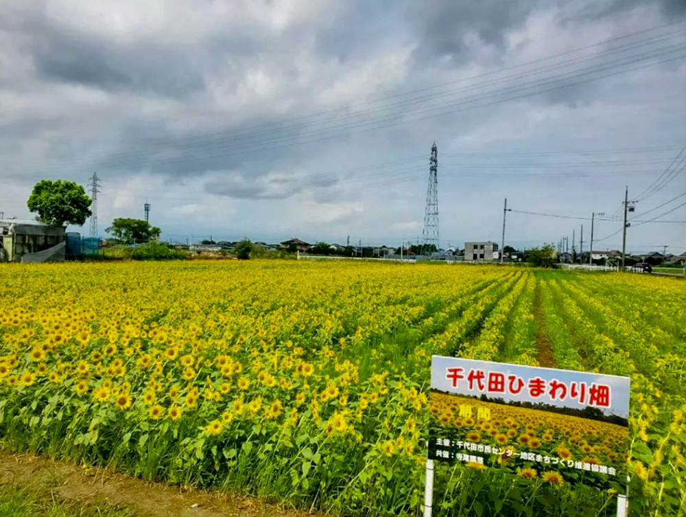 稲沢市ひまわり畑、千代田地区、8月の夏の花、愛知県稲沢市の観光・撮影スポットの名所